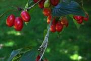 Cornus officinalis
